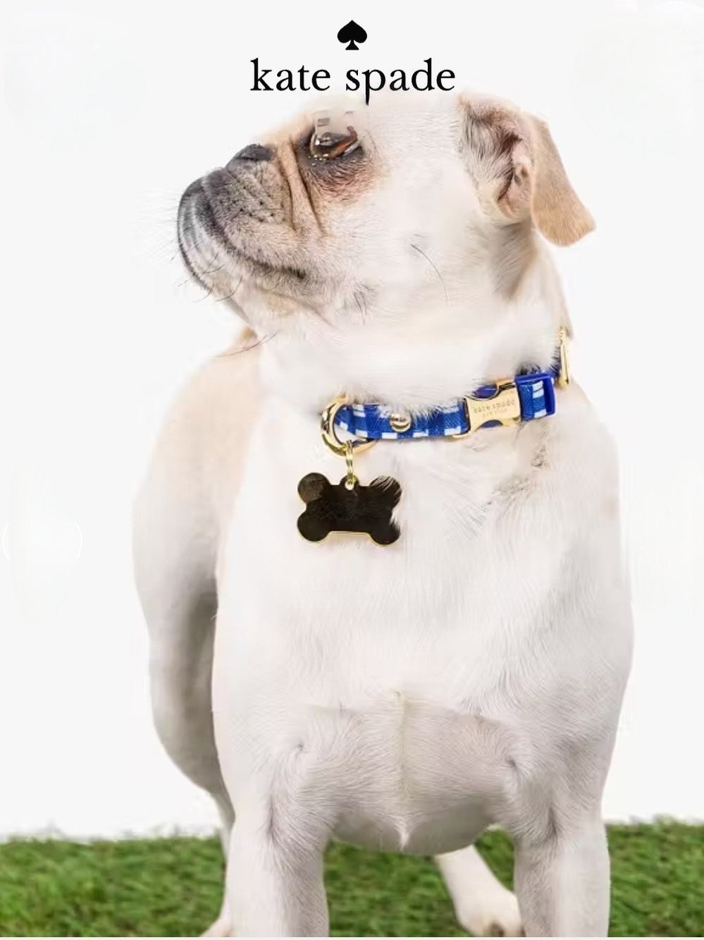 kate spade Blue Gingham Dog Collar with Gold Hardware NWT